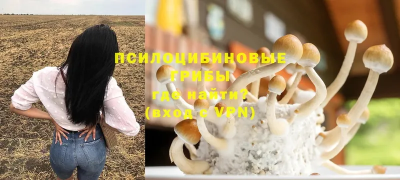 Галлюциногенные грибы Psilocybe  Дубовка 